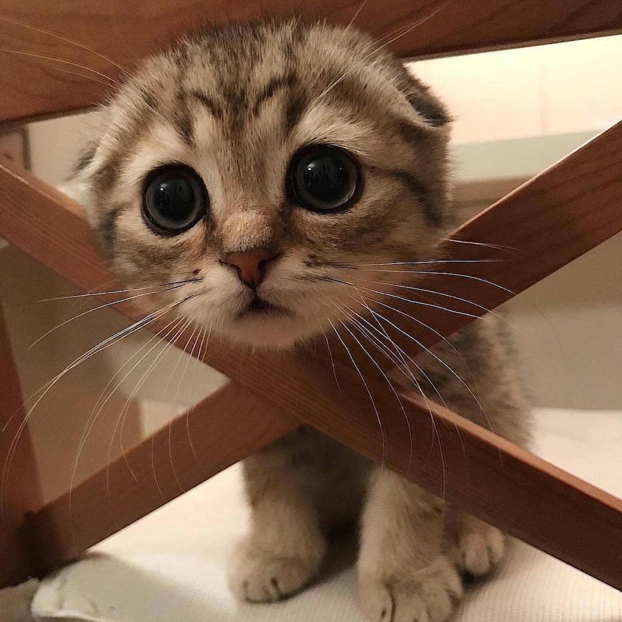 🖼