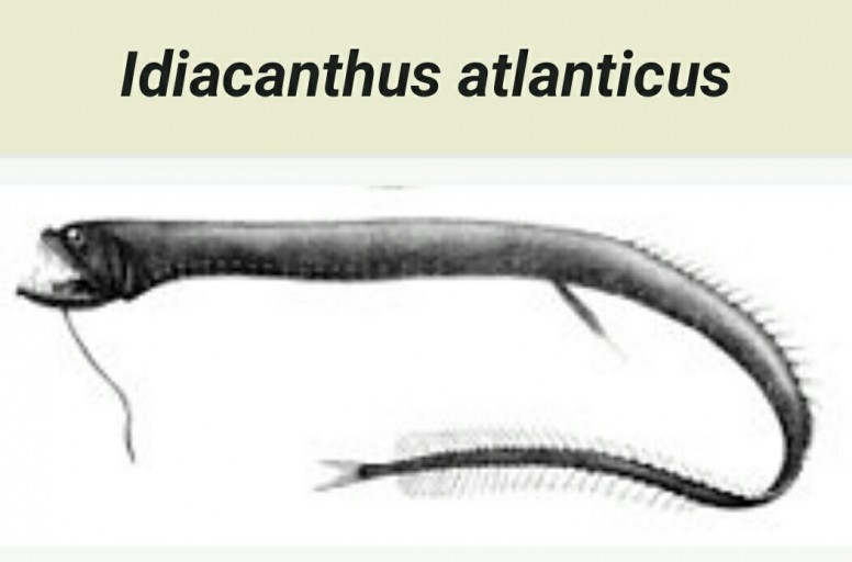 Ikan Naga Hitam Idiacanthus Atlanticus Majalah Mi Fan Club Mi Community Xiaomi