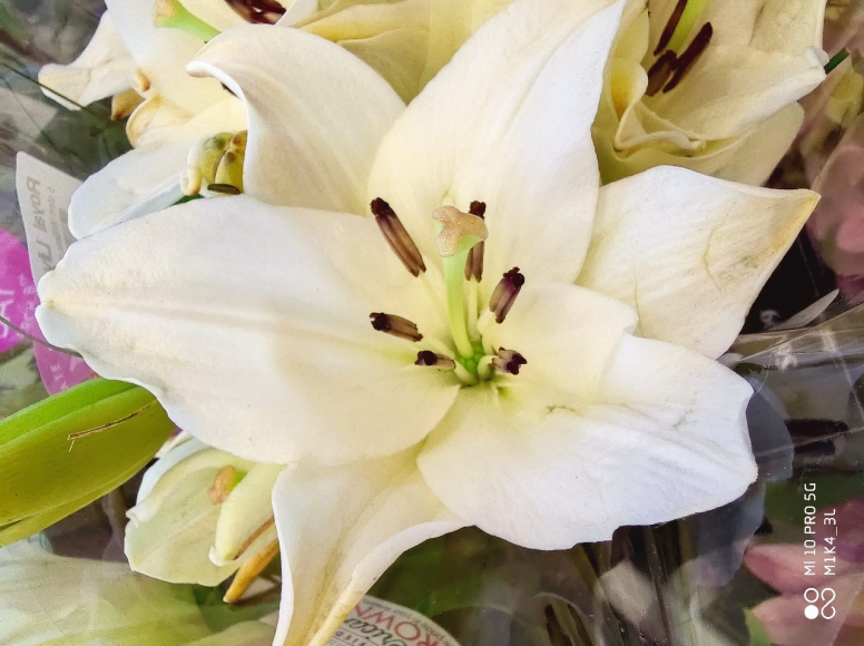 Thème de la semaine #Fleurs