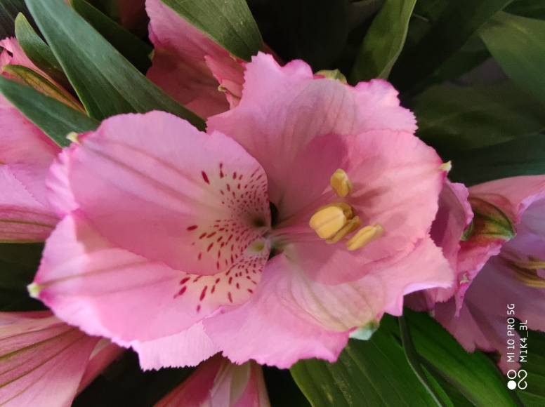 Thème de la semaine #Fleurs