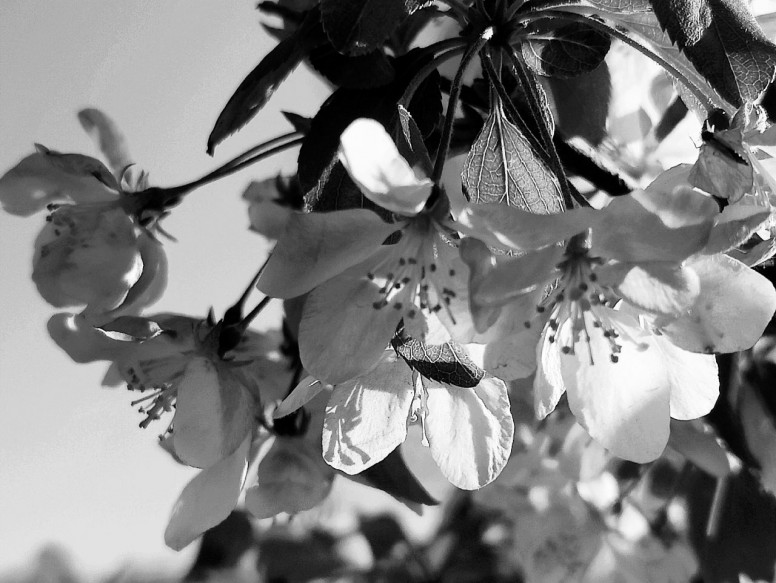 Thème de la semaine #NoirEtBlanc #MiExpat #Chicago