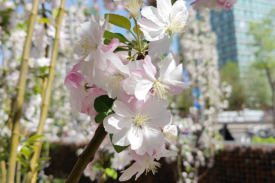 Redmi Note 10T - Xiaomi Japan Redmi Note 10T - Xiaomi Japan