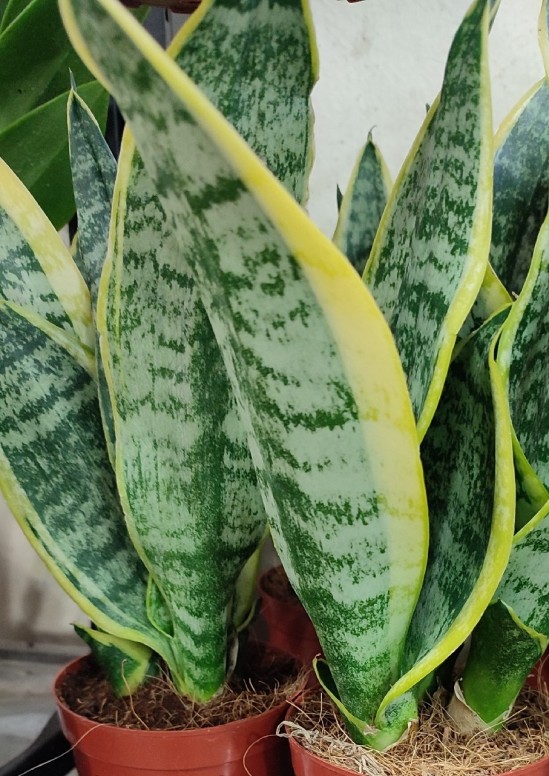 Benefits snake plant Fabulous Benefits