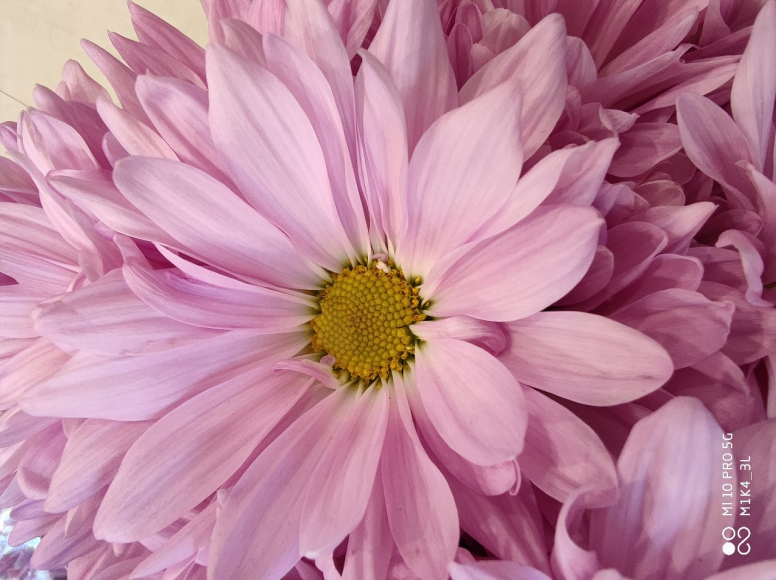 Thème de la semaine #Fleurs