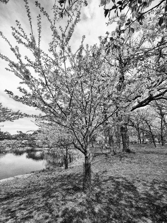 Thème de la semaine #NoirEtBlanc #MiExpat #Chicago