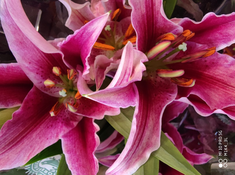 Thème de la semaine #Fleurs