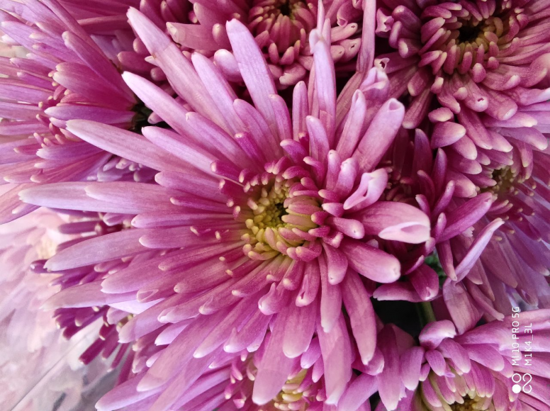 Thème de la semaine #Fleurs