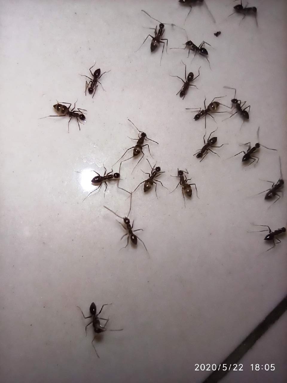 Ada Gula Ada Semut Size 1 Mm Rednt8pro Fotografi Mi Community Xiaomi