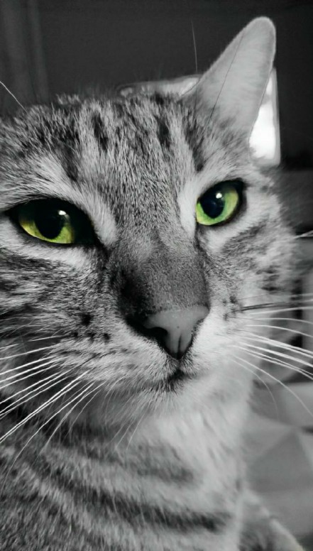 Essai Black White Et Couleur Photos Mi Community Xiaomi