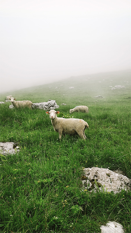 Greenify Your Wallpaper