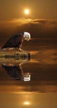 reflexión de el águila - Fotografía - Xiaomi Community - Xiaomi