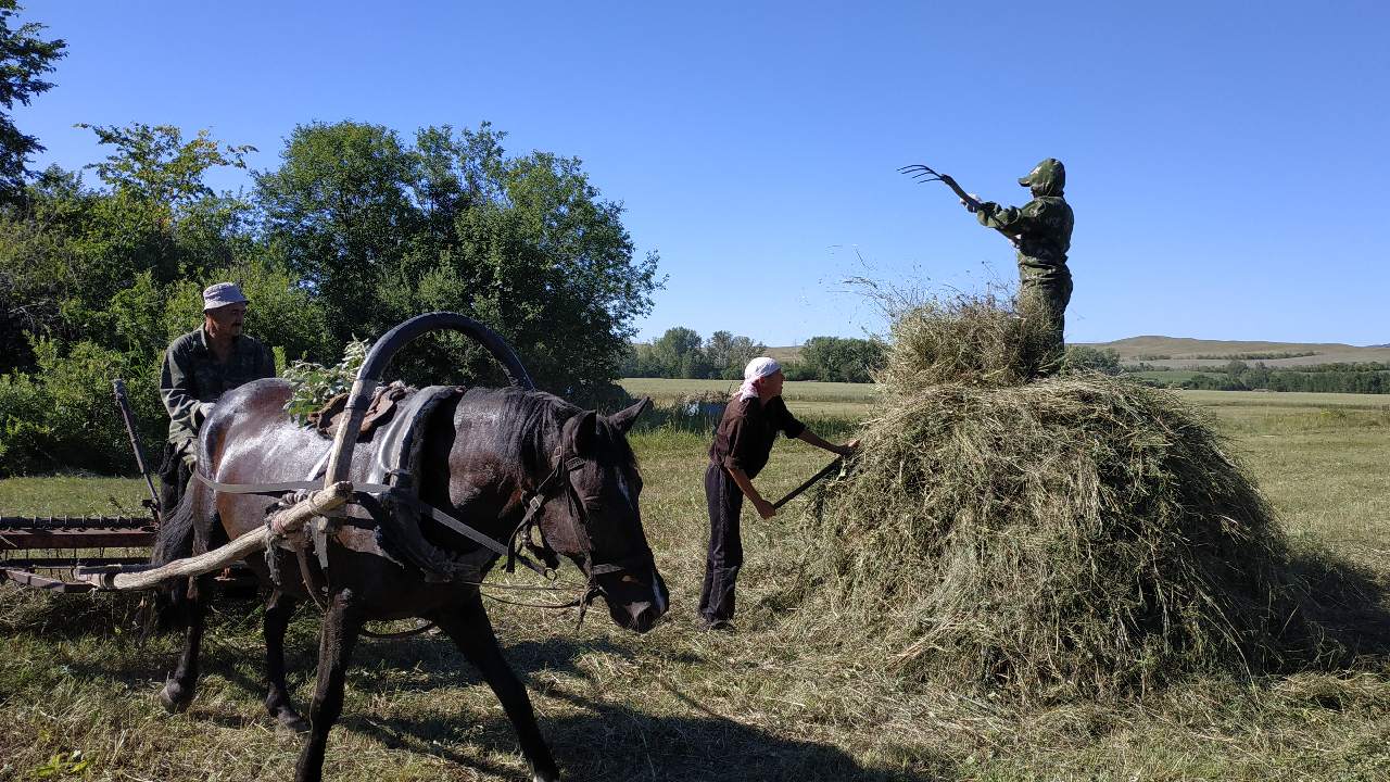 Картинки про сенокос приколы