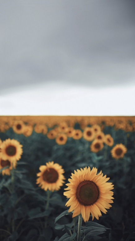 Wallpapers de Flores :D - Recursos - Xiaomi Community - Xiaomi