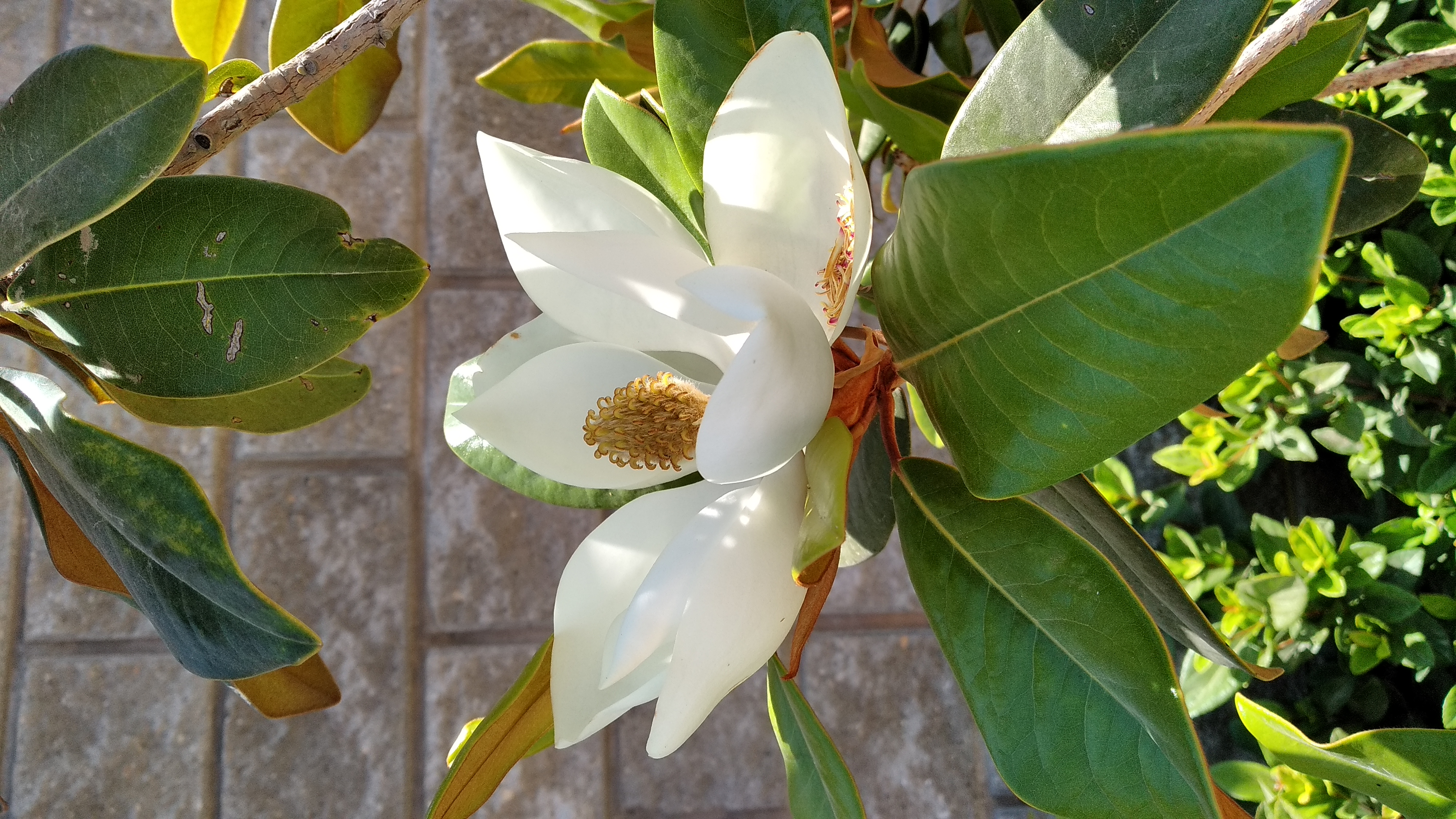 Flor de Magnolia, linda ¿no? - Fotografía - Xiaomi Community - Xiaomi