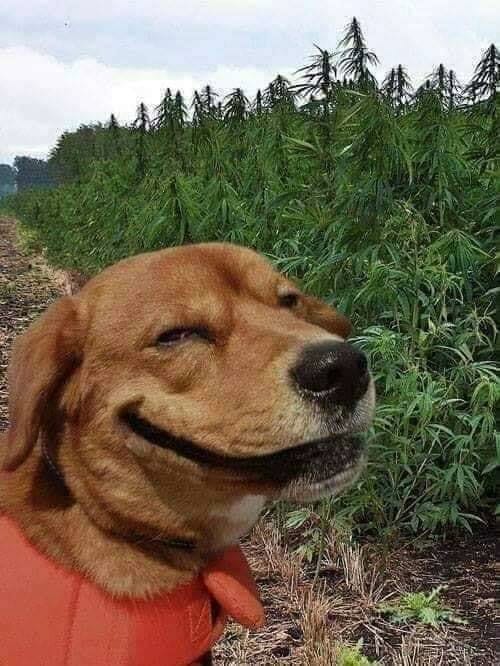 Nếu bạn yêu động vật và muốn cười thật sự vui thì hãy xem bức ảnh của chú chó cười xanh lá. Với khoảnh khắc này, sự hài hước được kết hợp với tình yêu động vật để đem lại niềm vui cho bạn.