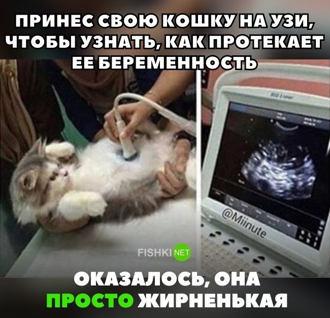 Скажут, что ваша кошка беременна)). 